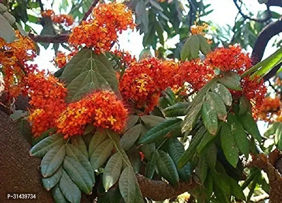 Natural Ashok Plant