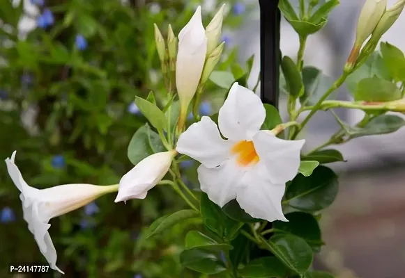 Mandevilla Plant