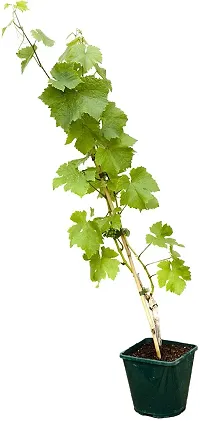 Natural Grapes Plant With Pot-thumb1