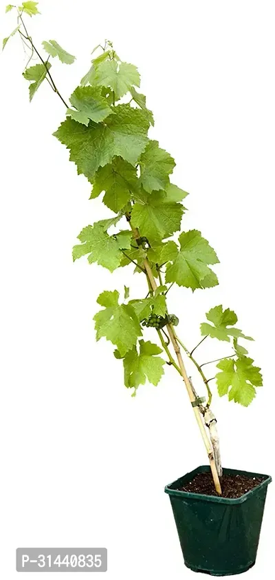 Natural Grapes Plant With Pot-thumb2