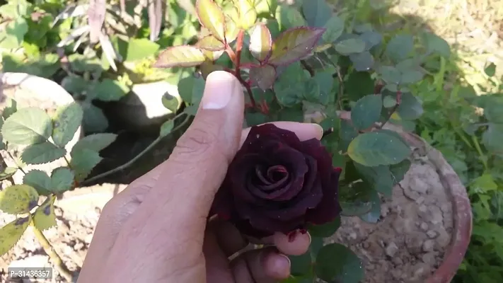 Natural Rose Plant-thumb0