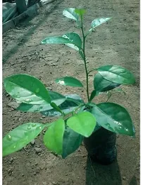 Natural Pomelo Plant-thumb2