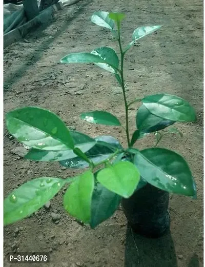 Natural Pomelo Plant-thumb3