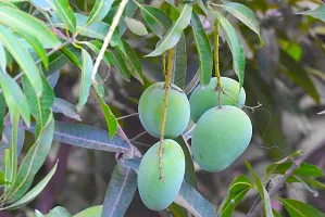 Natural Mango Plant-thumb1