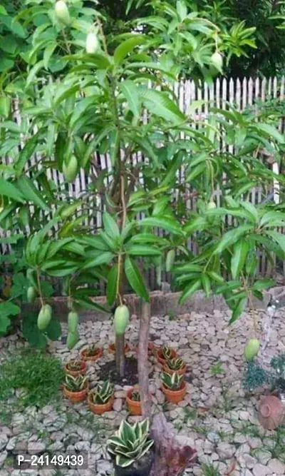 Mango Plant