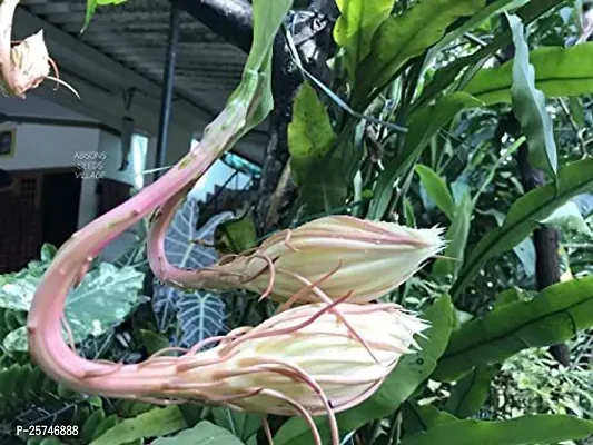 Brahma Kamal Plant-thumb3