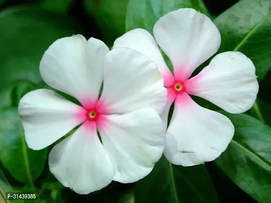 Natural Sadabahar/Periwinkle Plant