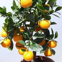 Natural Sweet Lemon Plant-thumb1