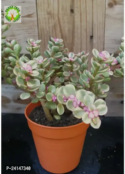 Jade Plant