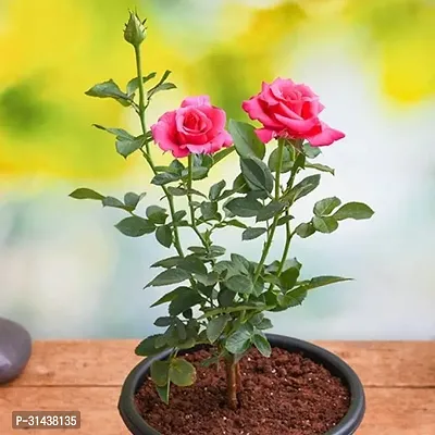 Natural Baby Sun Rose Plant-thumb0