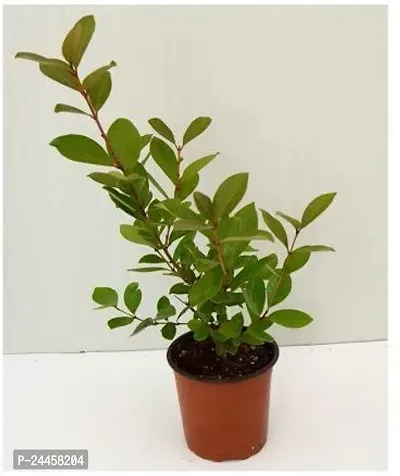 Natural Guava Plant