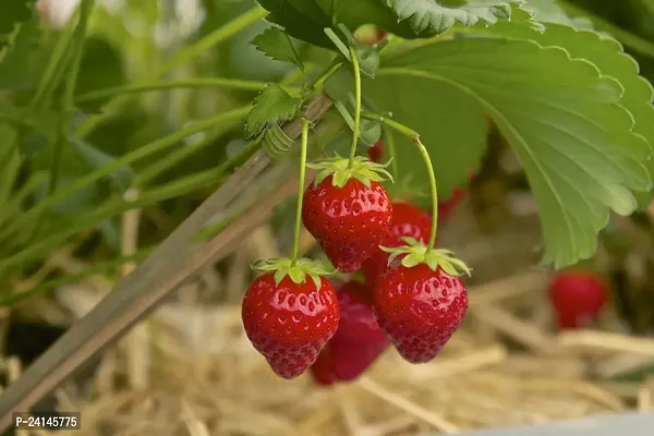 Strawberry Plant