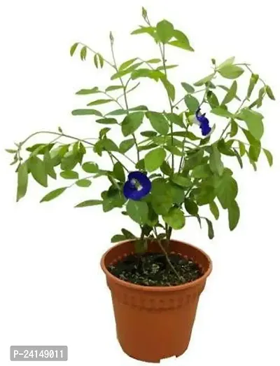 Aparajita/ Butterfly Pea Plant