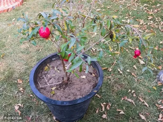 Natural Pomegranate Plant