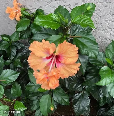 Natural Hibiscus Plant With Pot-thumb0