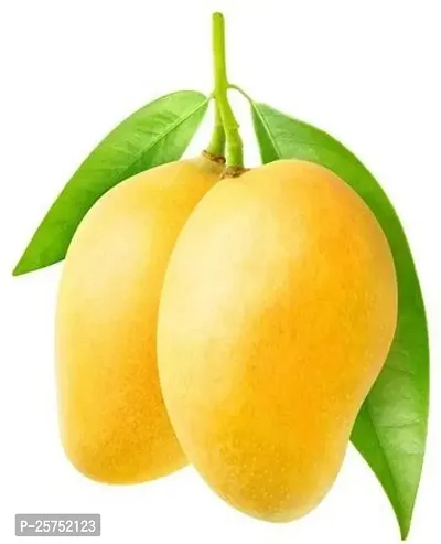 Mango Plant-thumb2