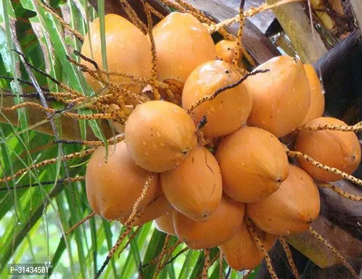 Natural Coconut Plant