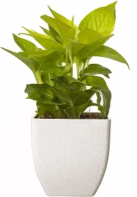 Natural Money Plant-thumb1