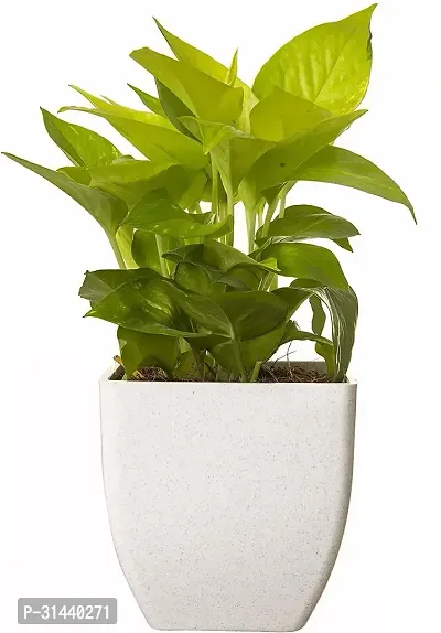 Natural Money Plant-thumb2