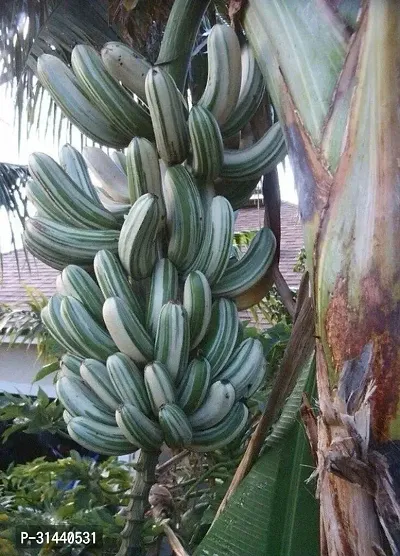 Natural Banana Plant-thumb0