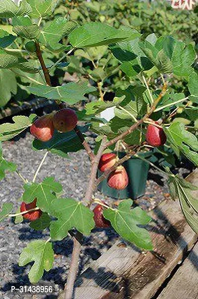 Natural Gular/Cluster Fig Plant-thumb0