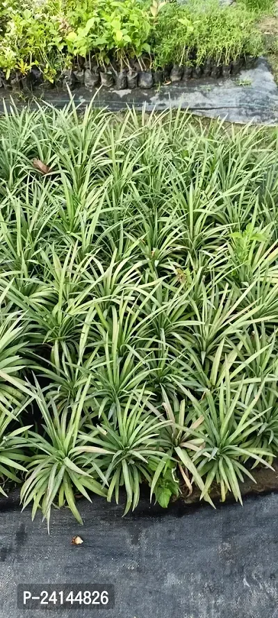 Silver Lace Leaf Rare Fern Plant