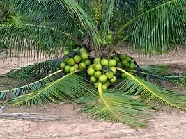 Natural Coconut Plant-thumb2