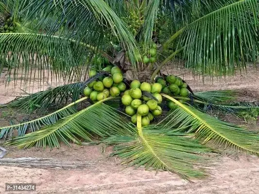 Natural Coconut Plant-thumb3