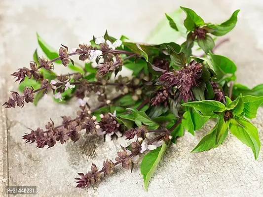 Natural Tulsi Plant-thumb3