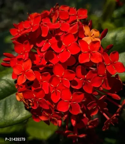 Natural Trothic Ixora/Chethi Plant-thumb0