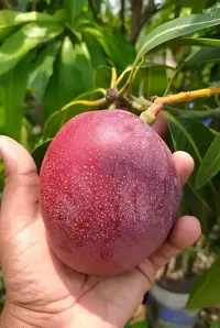 Natural Mango Plant-thumb2