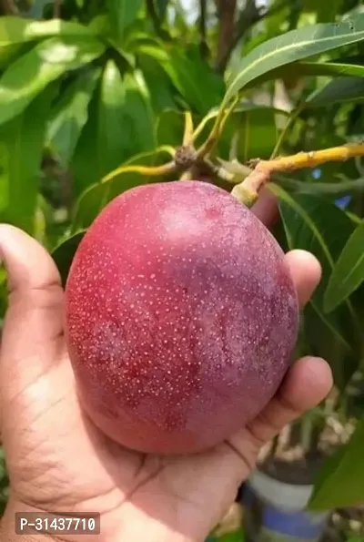 Natural Mango Plant-thumb3