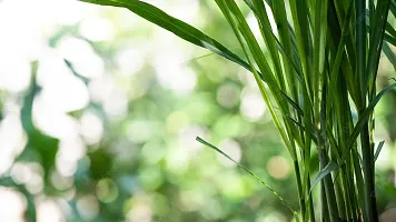 Natural Lemon Grass Plant-thumb1