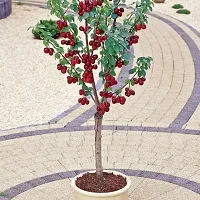 Cherry Fruit Plant-thumb2