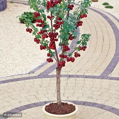 Cherry Fruit Plant-thumb3