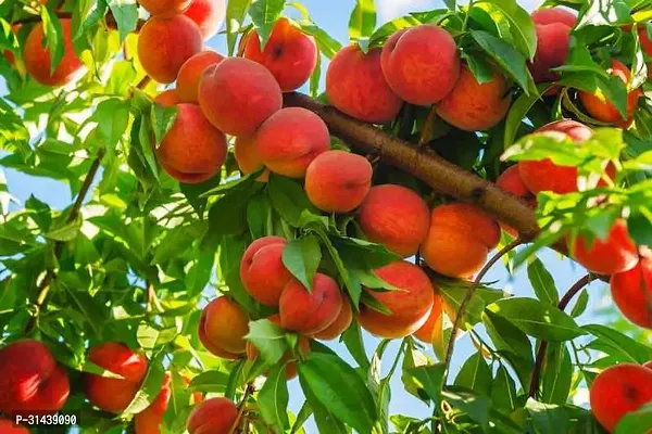 Natural Aloo Bukhara/Plum Plant