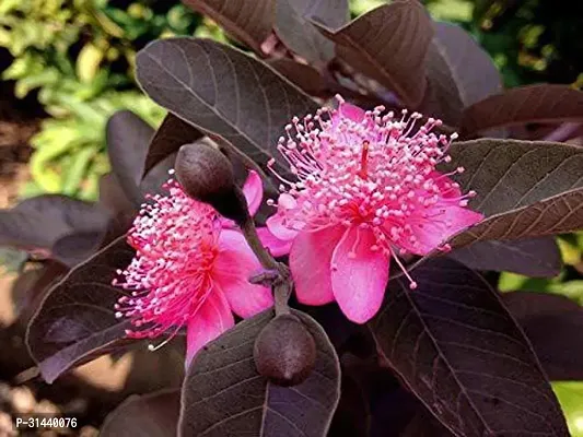 Natural Guava Plant