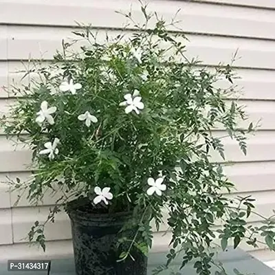 Natural Jasmine Plant-thumb0