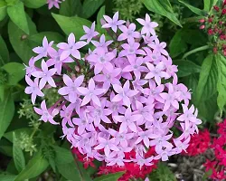 Natural Trothic Ixora/Chethi Plant-thumb1