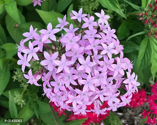 Natural Trothic Ixora/Chethi Plant-thumb2