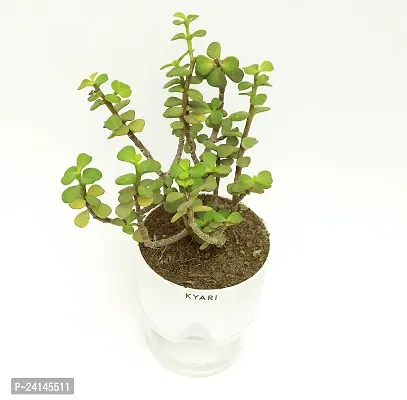 Jade Plant-thumb2
