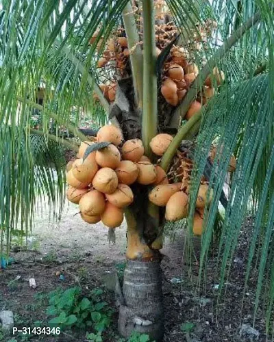 Natural Coconut Plant-thumb0