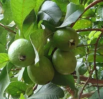 Natural Guava Plant-thumb2