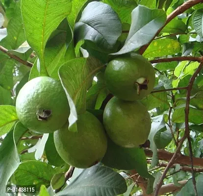 Natural Guava Plant-thumb3