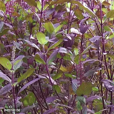 Tulsi Plant-thumb0