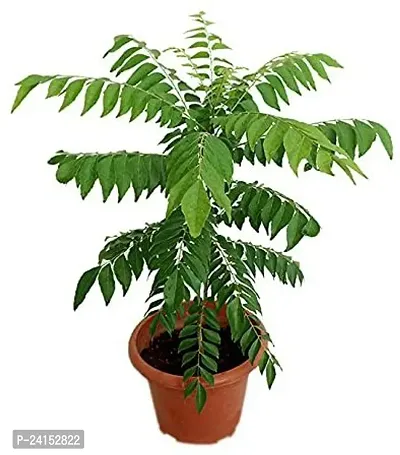 Curry Leaf Plant