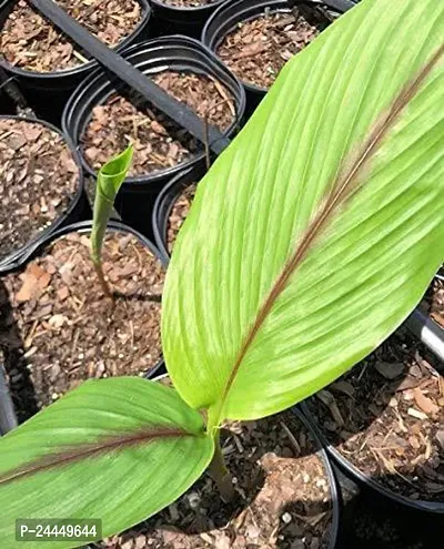 Natural Turmeric Plant