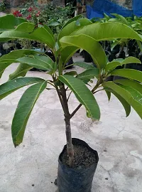 Natural Mango Plant-thumb2