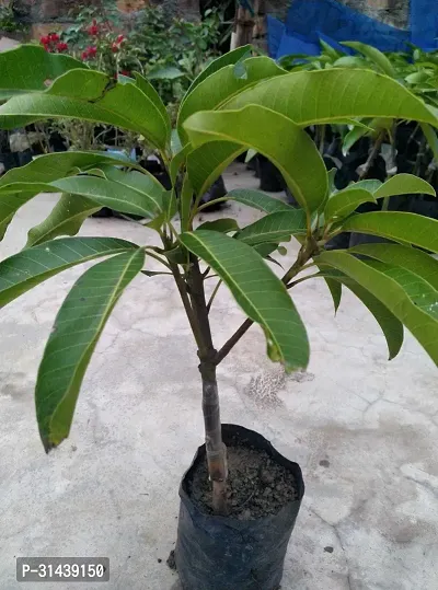 Natural Mango Plant-thumb3