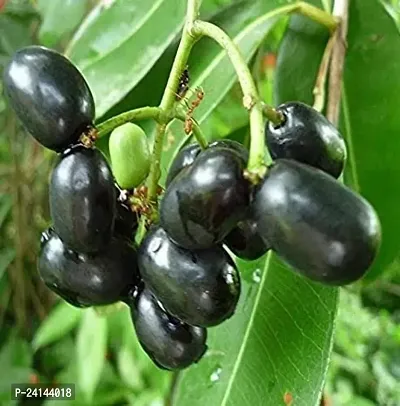 Jamun Plant